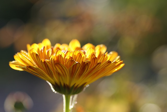 ringelblume-salbe