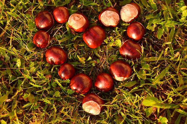 rosskastanien-salbe